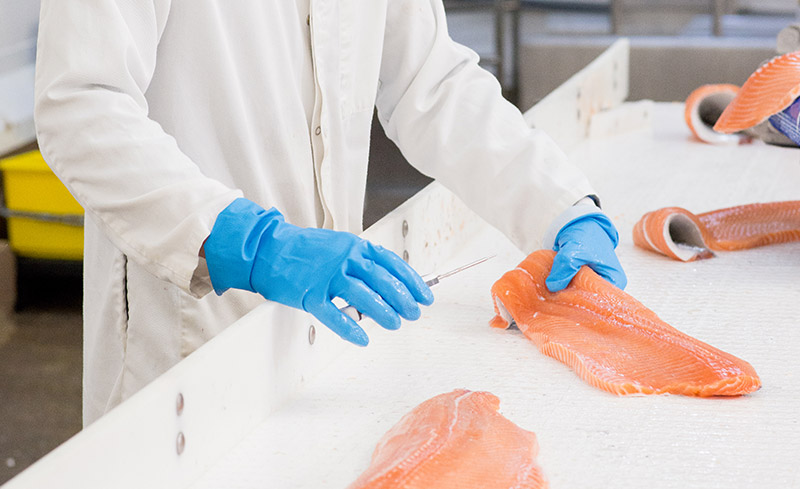 staff inspecting salmon on processing line